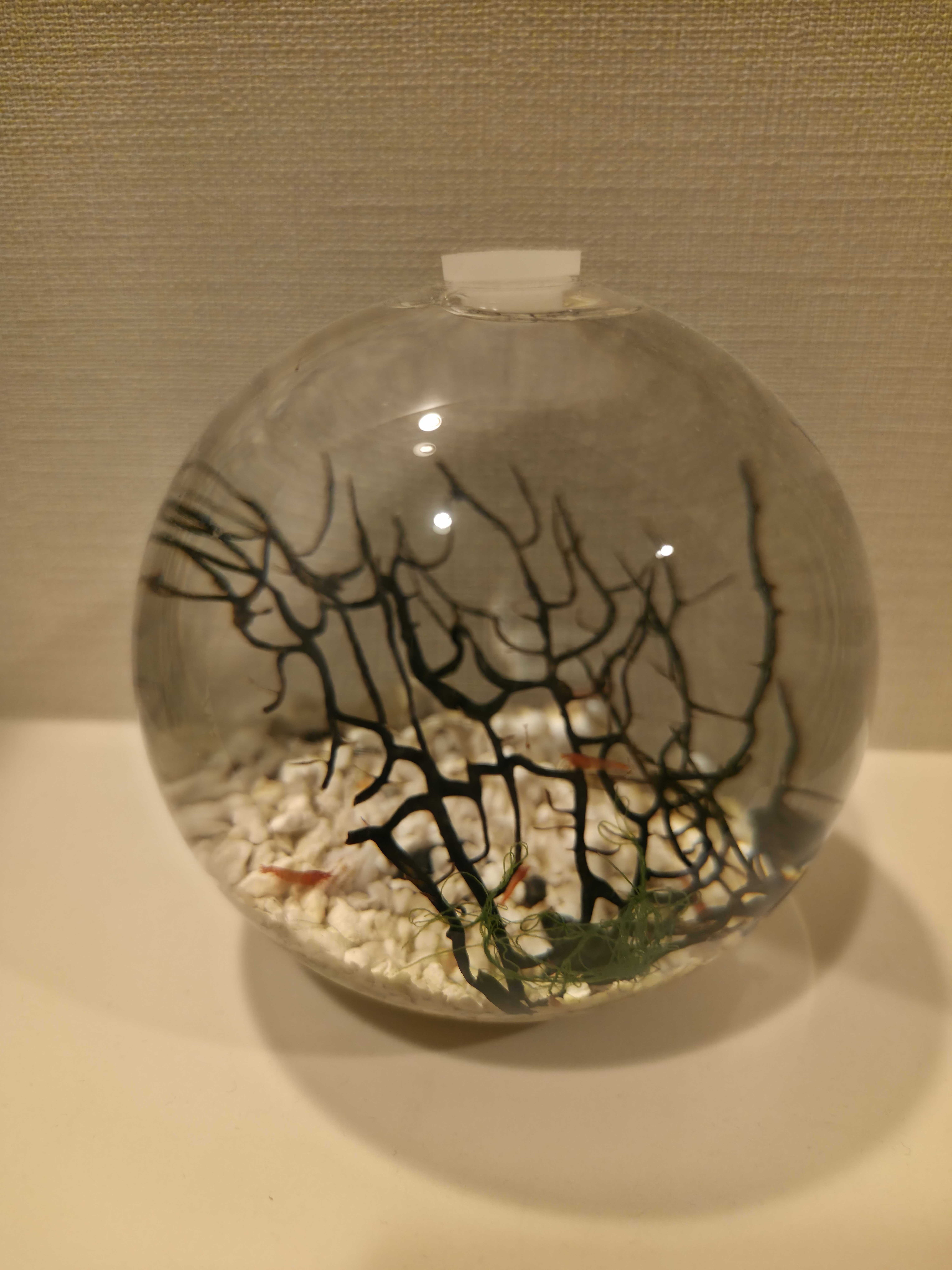 EcoSPHERE